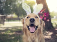 7 things to keep out of paws reach this Easter