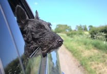Driving with your dog's head out the window could be costly 