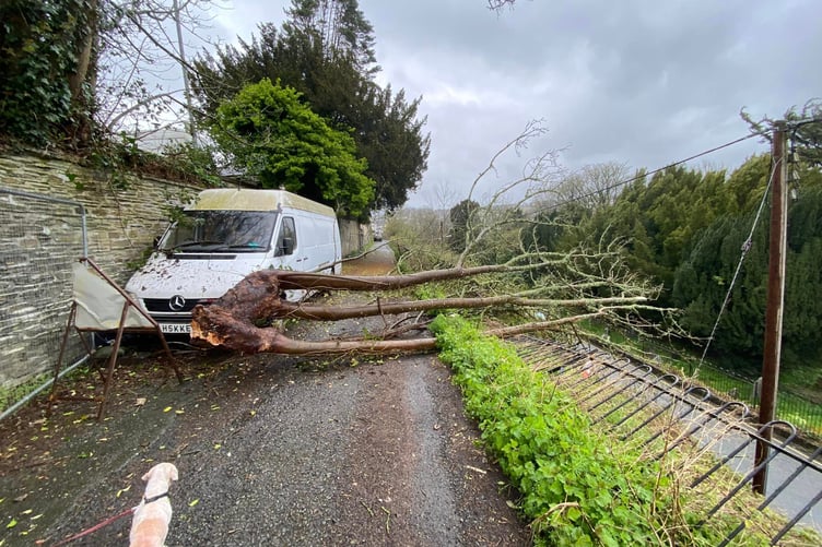 A fallen tree near Dockacre Road in Launceston