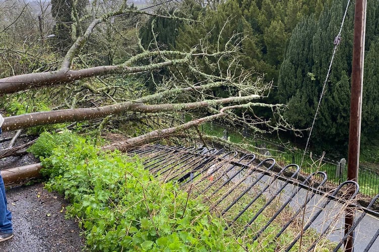 A tree fallen in Dockacre Road, Launceston