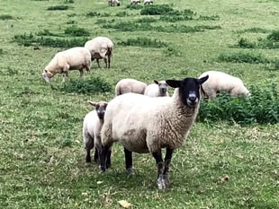 Review into Dartmoor management after Moorland grazing concerns