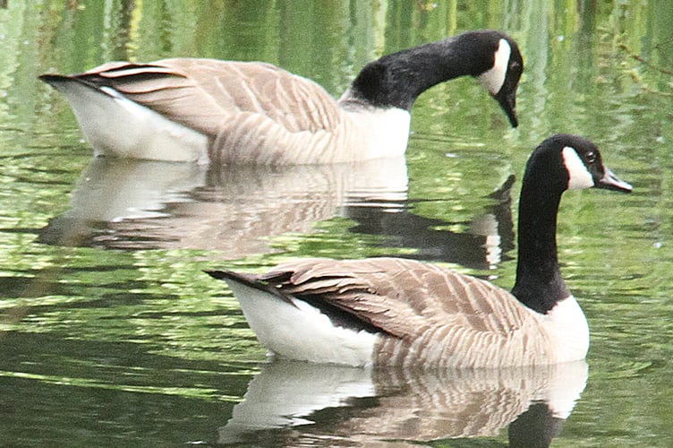 Canada geese