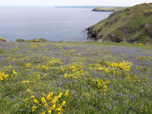 Step into a beautiful bluebell spring with the National Trust 