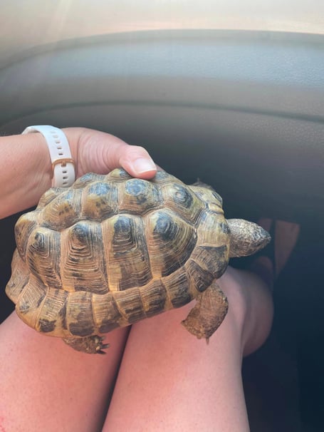 The tortoise found by Jen Clarke in Callington on May 22