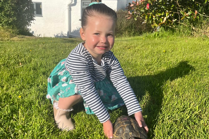 Noodles the tortoise was found near Marhamchruch. He will be returned home to his owner when they are back from holiday.