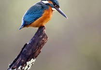 Wildlife photography competition