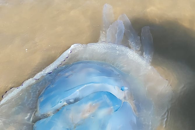 A barrel jellyfish on Summerleaze beach