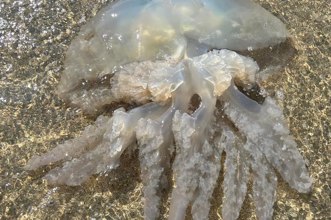 This jelly fish was seen on Widemouth Bay