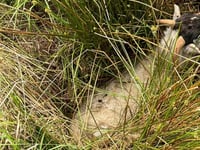 Sheep trapped on Bodmin Moor rescued by fire crews