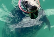A seal has been saved after a frisbee became stuck around its neck