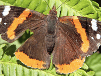 Naturewatch with Ray Roberts "Meadowsweet was used to flavour mead"