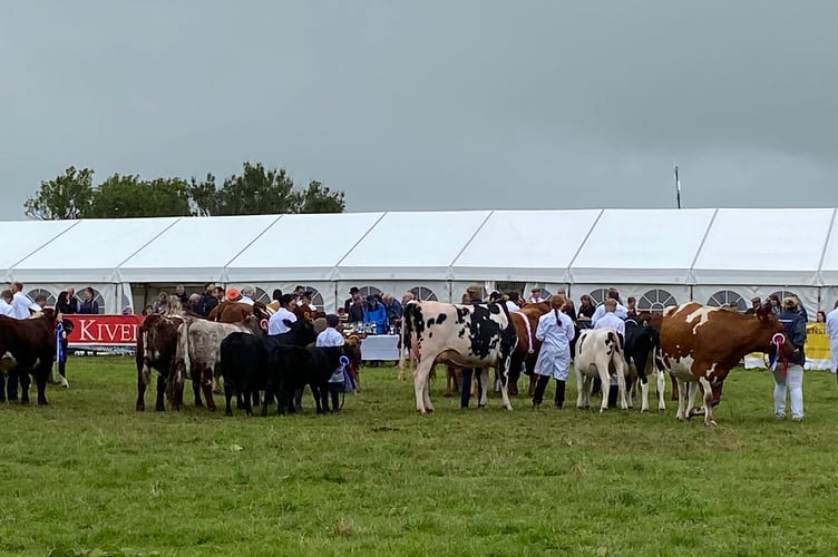Grand parade of cattle and sheep at Launceston Show 2023