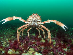 Cornwall Wildlife Trust celebrate National Marine Week