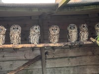 Twit-Twoo! It’s International Owl Awareness day! 