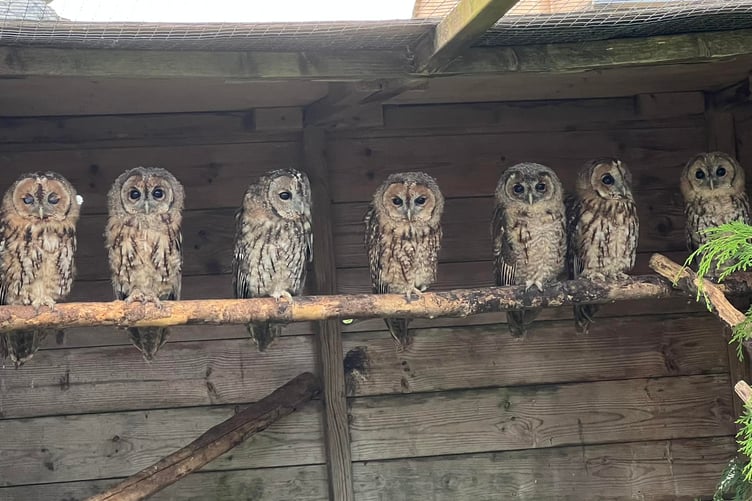 International owl awareness day