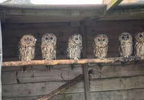 Twit-Twoo! It’s International Owl Awareness day!