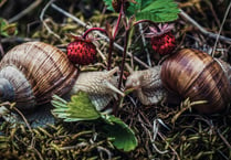 Holsworthy snail race to raise money for local charities