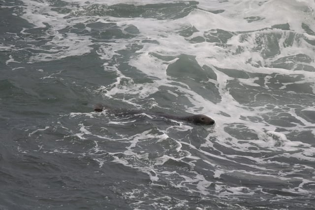 Seal spotted at Compass Point in Bude