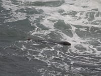 Seal spotted at Compass Point in Bude