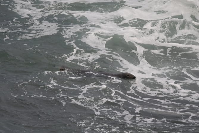 Bude Compass Point Seal Spotted