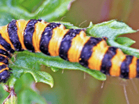 Caterpillar is unmistakable with its black and yellow - Naturewatch
