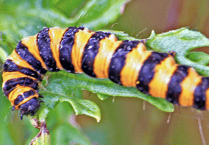 Caterpillar is unmistakable with its bands of black and yellow - Naturewatch