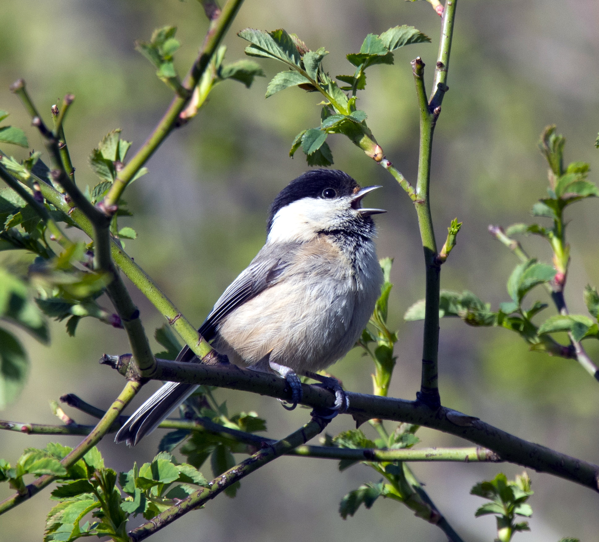 AONB to hold annual forum