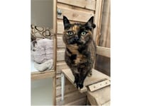 Caring for cats for more than 30 years