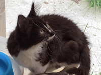 Hot weather doesn't deter cat lovers from annual open day