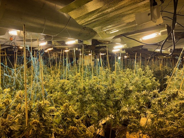 Some of the cannabis plants in the disused warehouse
