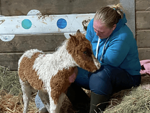 Bodmin equine therapy charity celebrates grant from Morrisons