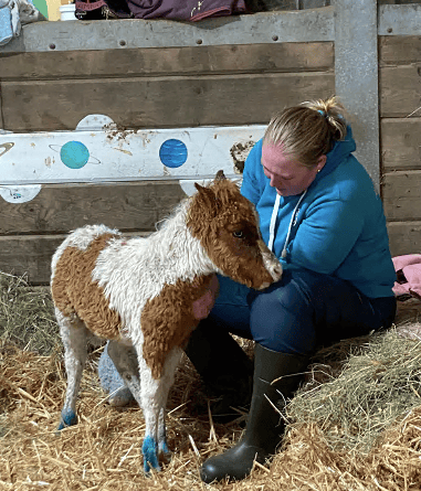 One of the young foals in The Hugs Foundation’s care