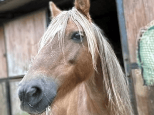 Bodmin pony rehabilitation centre appeals for help