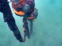 Advanced mooring system hopes to protect sea-life