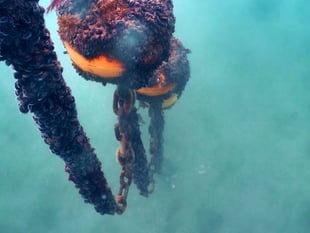 Advanced mooring system hopes to protect sea-life