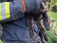 Fire crews rescue cat wedged between shed and wall 