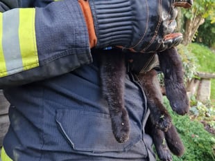 Fire crews rescue cat wedged between shed and wall 