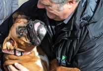 Bude Sea Pool Dog Show: Who let the dogs out?