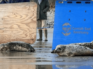 Seal named 'Just Dench' release from Cornish Seal Sanctuary