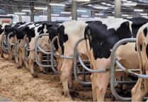 Hallworthy Livestock Market Report - Thursday, December 21