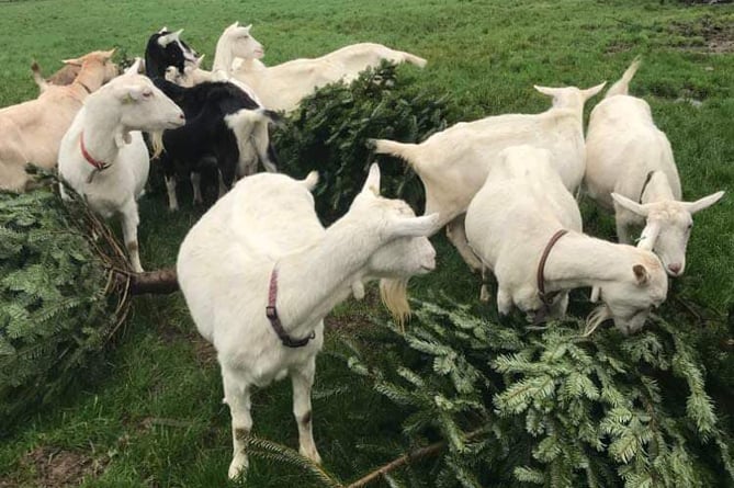 Goats munching on a Christmas tree