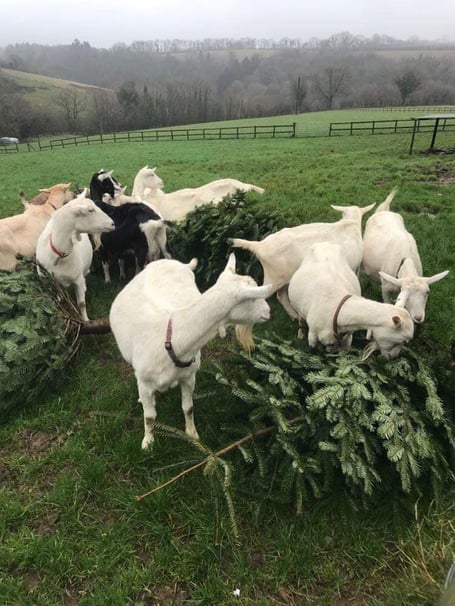Goats munching on a Christmas tree