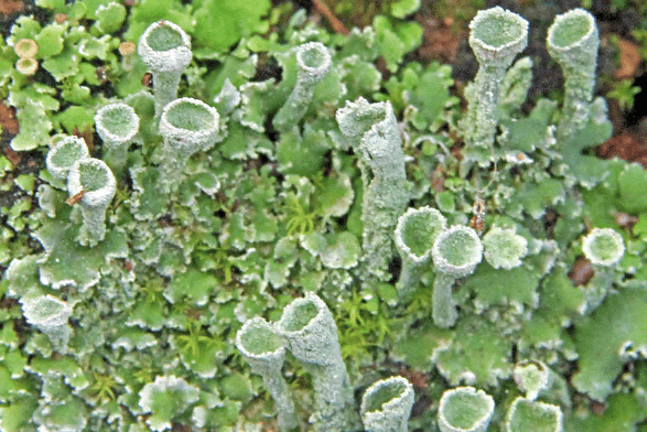 PIXIE cup lichen