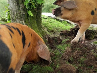 Wildlife reintroduced as project enters next phase