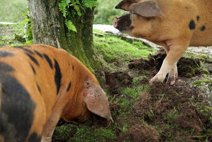 Pigs on Helman Tor, Bodmin
