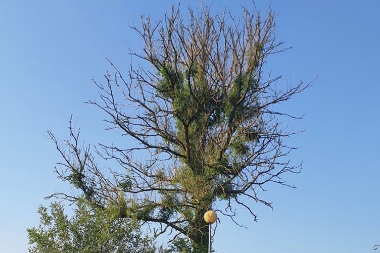 Ash dieback