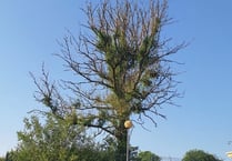 National Highway continues to fight against ash dieback 