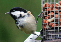 Naturewatch: Birds are wonderful to watch in the garden