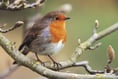 Charity counting on people to take part in garden birdwatch survey