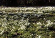 National Trust locations begin to show signs of spring 